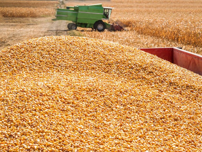 Maize harvest, the staple commodities Barima moves
